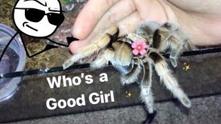 MEET all my FRIENDLY TARANTULAS  Best beginner tarantula [upl. by Jehanna496]