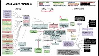 Deep vein thrombosis DVT mechanism of disease [upl. by Orgel]