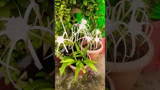 flowers plant bulb meeshoorganicterracegarden [upl. by Eittam363]