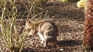 お食事するコゲチャヤブワラビー Dusky pademelon 2020 0216 [upl. by Desdemona]