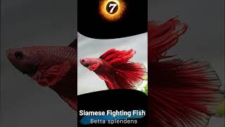 Types of Different Betta Species  Top 10 Rare amp Common Aquarium Betta Fish [upl. by Spatola]