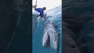 Giant Tiger Shark 1000lb fishing BlacktipH shark fish tigershark ocean caught [upl. by Rehpotsihc95]