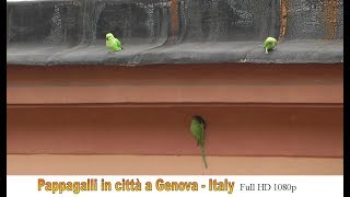 🏴󠁧󠁢󠁥󠁮󠁧󠁿 Pappagalli in città  Genova Full HD 1080p 🇮🇹 [upl. by Nrobyalc649]