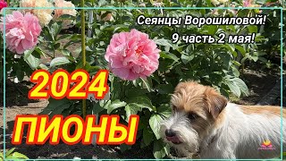 Цветение сеянцев пионов Ворошиловой АБ в 2024 году Часть 9  Сад Ворошиловой [upl. by Einahpets]