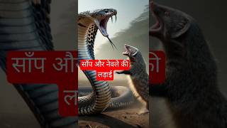 Snake fight mongoose l cobra attack mongoose african wildlife video [upl. by Noonan]