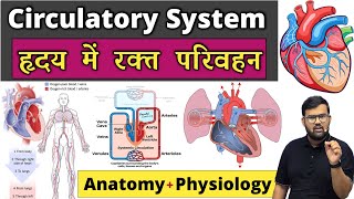 हृदय में रक्त परिवहन  Circulatory System  Cardiac Cycle  Heart  Cardiovascular System Blood [upl. by Ahsini]