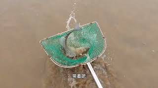 A group of mantis shrimps were found breathing holes after the tide receded MyCountryLife farmer [upl. by Yrneh]