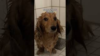 Noodle in the rain 🌧️ vs shower 🚿 dog cutedoglover goldenretriever doglover puppy [upl. by Teodorico]