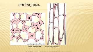 BOTÁNICA Unidad 10 Colénquima 2° de 3 vídeos [upl. by Pelligrini]