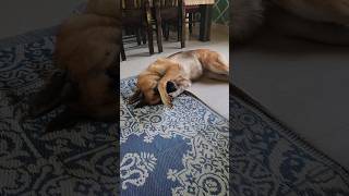 German shepherd dog khujli doglover youtube funny animals shortvideo [upl. by Ayila]