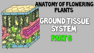 Ground tissue system ll CortexPericyclepith ll Anatomy of flowering plants [upl. by Oicnecserc976]