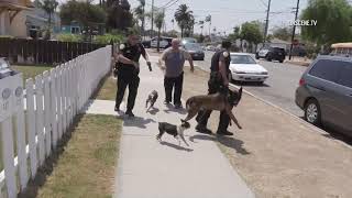 National City K9 Officer Attacked During Suspect Search [upl. by Suchta]