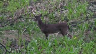 Deer Hunting The Rut in Southern IL [upl. by Gardener]