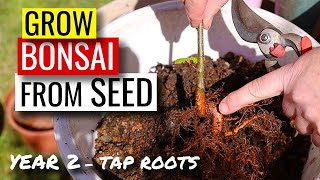 Bonsai from seed  Acorn to Oak  Year 2  tap root chop [upl. by Jehoash]