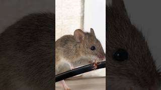 Stop Rats amp Mice Setting Up Outdoor Bait Stations [upl. by Ynnal192]