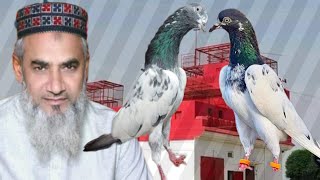 Punjab champion Ustad Saifullah Khan key shagard Ustad Abdul Sattar Vito ki chat se pigeons shoq [upl. by Henryetta867]