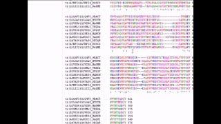 Bioinformatics Lesson 4  Using ClustalW [upl. by Ferri258]