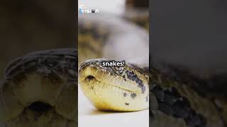 What is Titanoboa  SHOCKING Truth About Titanoboa [upl. by Emilie]