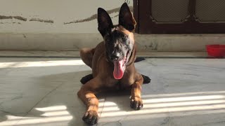 Belgian Malinois Dog Eating Treat  Crazy Puppy  Puppy Training  Rambo [upl. by Einnim]