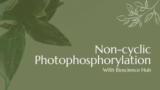 Noncyclic Photophosphorylation [upl. by Bedelia]