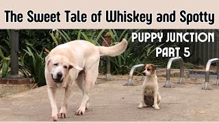 A Street Puppy Falls in Love with Whiskey  Puppy Junction Part 5 The tale of Friendship [upl. by Nesnah]