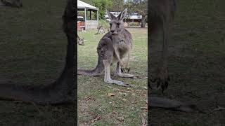 female kangaroo with other kangaroos enjoyeverymoment shortfeed 2024 victoria aus kangaroo [upl. by Arinaid]