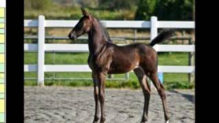 Totilas Filly for Sale in North America  Grand Toto Nov 26 2011wmv [upl. by Casey]