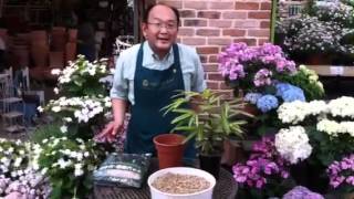 観音竹の育て方 植え付け・植え替え Planting and Division of Bamboo Kannon [upl. by Akienahs]