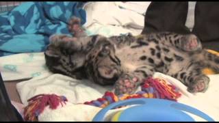 Denver Zoos clouded leopard cubs socialize [upl. by Nauht762]