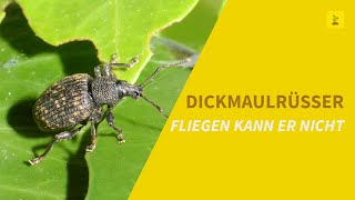 Fliegen kann er nicht  Der Dickmaulrüssler [upl. by Nicolis]