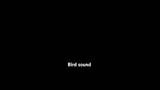 Bird sound effect [upl. by Koal]