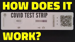 How a lateral flow test strip works kept simple [upl. by Nreval]