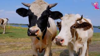 COW VIDEO 🐮🐄 COWS MOOING AND GRAZING IN A FIELD  Cow Video [upl. by Shreve792]