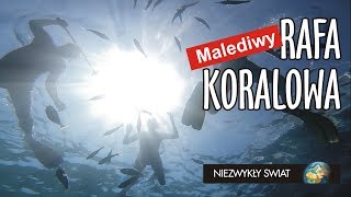 Niezwykly Swiat 4K  Malediwy  Rafa koralowa cz 2 [upl. by Ayomat]