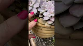 SUCULENTA QUERIDINHACOMO CULTIVO O GRAPTOPETALUM SUPERBUM videos suculentas shortsyoutube plant [upl. by Leola]