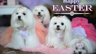 Easter 2015  Maltese Playing  He is Exalted  Great is the Lord Piano Cover 말티즈 [upl. by Leoy883]