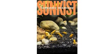 Why rebuild the Sunkist Shrimp Tank [upl. by Arola]