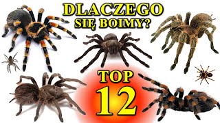 12 Największych PAJĄKÓW Świata  Dlaczego Się Boimy  Arachnofobia🕷 [upl. by Huskey959]