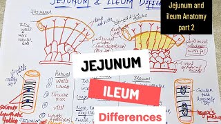 JEJUNUM AND ILEUM ANATOMY DIFFERENCES [upl. by Adiazteb259]