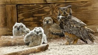 ONE Central Florida Short Owl Super Mom [upl. by Ennayhc]