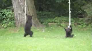 Playful Bear Cubs In My Backyard [upl. by Hcra]