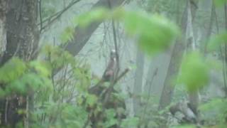 West Virginia Foggy Morning Gobbler [upl. by Ardnuaet]