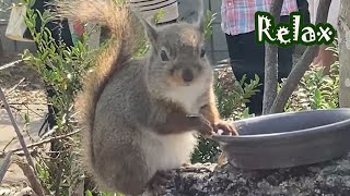 リスの森 Squirrel Forest ニホンリスが超かわいい Japanese squirrel berry cute [upl. by Onifled]