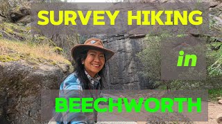 The Reccie or survey hiking in Beechworth Victoria [upl. by Glenn365]