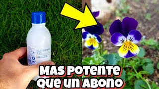 Siempre APLICO AGUA OXIGENADA a mis PLANTAS Úsala y mira lo que pasa  Huerto y jardín [upl. by Ahsinnod]