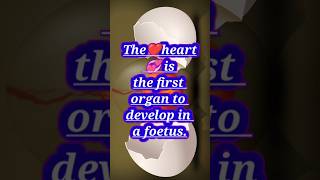 First organ develop in foetus🫀evolutionary biology foetus baby neonatal embryology evolution [upl. by Cully555]