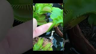 Flytrap shorts flytrap momentvideo plants plantslover amazing doyoulike nature naturelover [upl. by Redienhcs851]