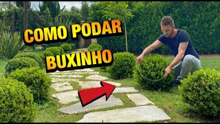 BUXINHO  COMO CUIDAR E PODAR EM FORMATO DE BOLINHA [upl. by Aikem]