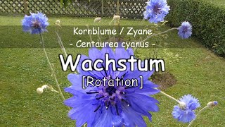 Kornblume Centaurea cyanus [upl. by Sandy]