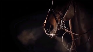 Broken  Showjumping Music Video Horse Edit [upl. by Bogie]